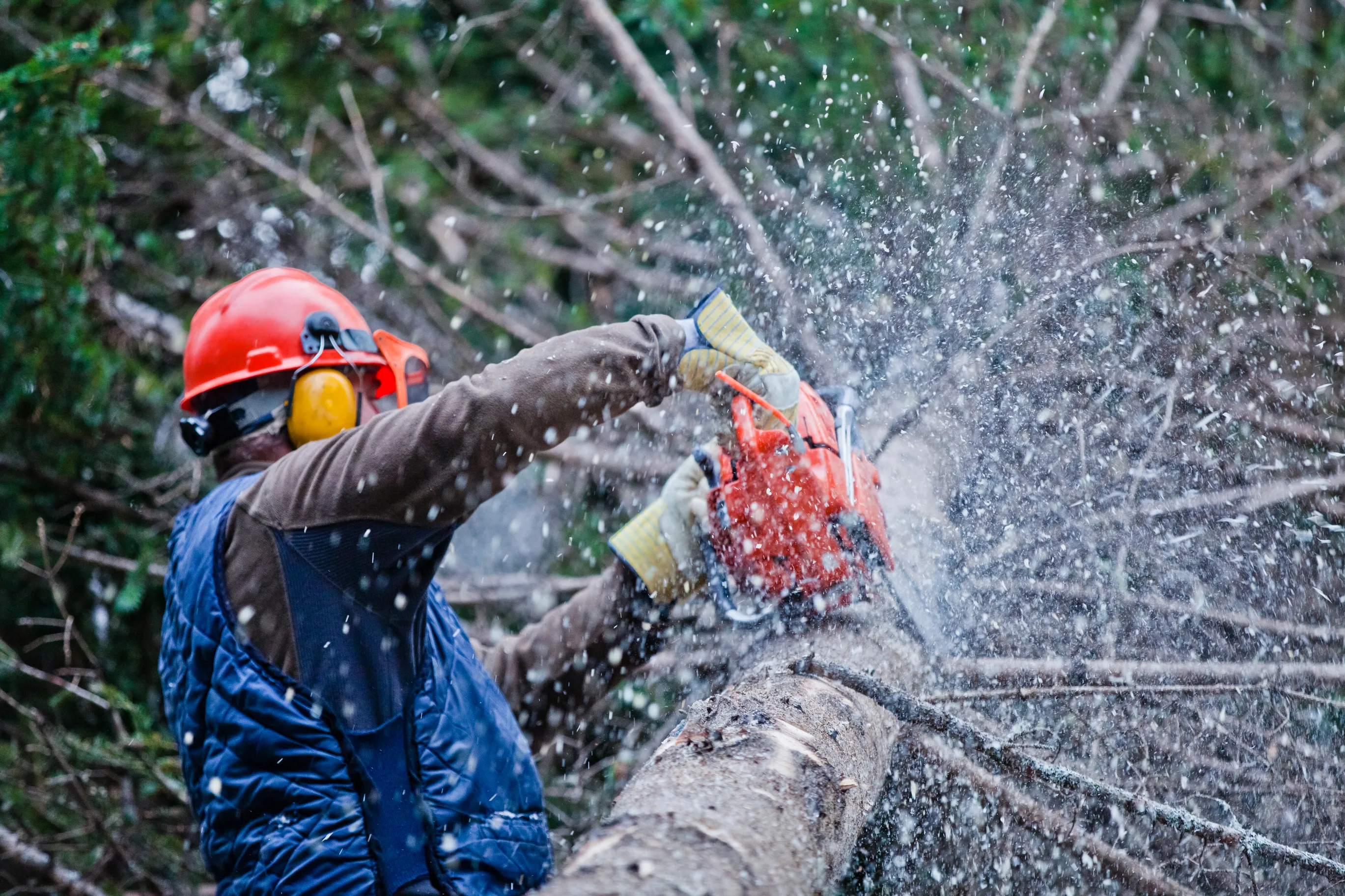 Professional lumberjack cutting tree in winter forest - tree removal service
